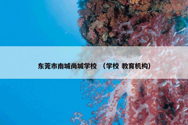 东莞市南城尚城学校 （学校 教育机构）