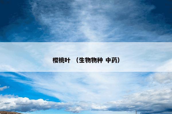 樱桃叶 （生物物种 中药）