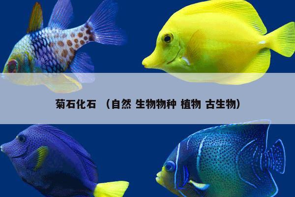 菊石化石 （自然 生物物种 植物 古生物）