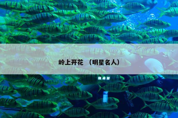 岭上开花 （明星名人）