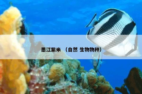 墨江紫米 （自然 生物物种）