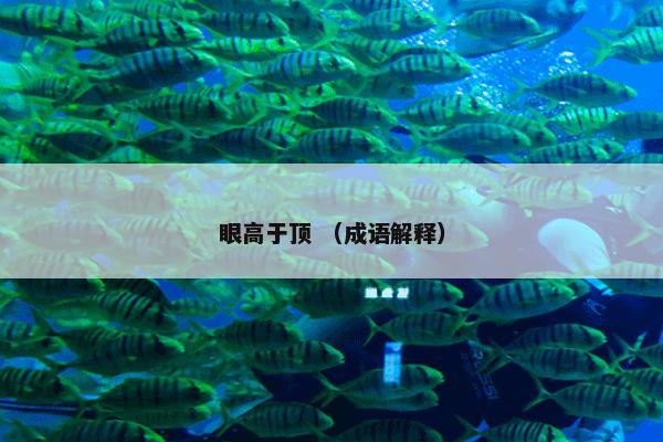 眼高于顶 （成语解释）