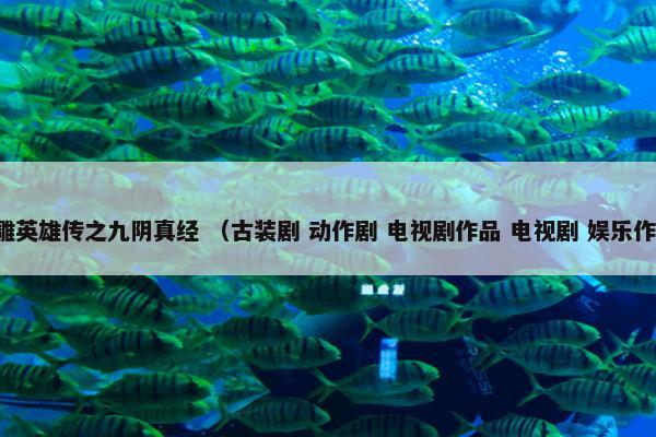 射雕英雄传之九阴真经 （古装剧 动作剧 电视剧作品 电视剧 娱乐作品）