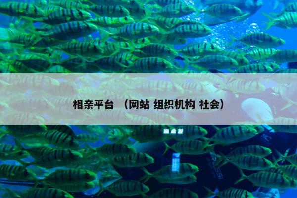 相亲平台 （网站 组织机构 社会）