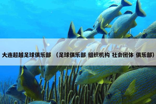 大连超越足球俱乐部 （足球俱乐部 组织机构 社会团体 俱乐部）