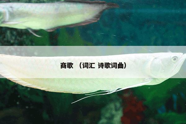 商歌 （词汇 诗歌词曲）