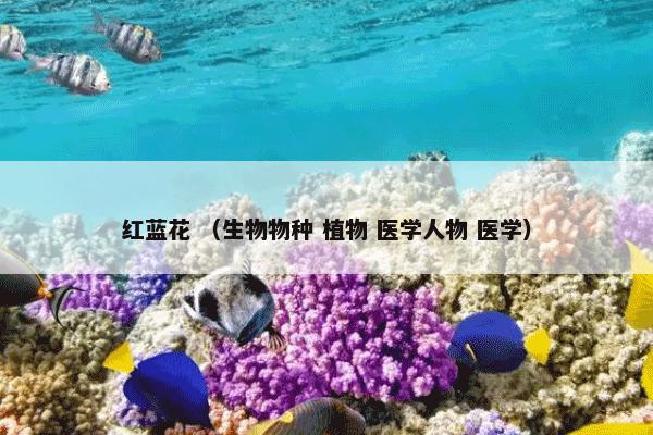 红蓝花 （生物物种 植物 医学人物 医学）