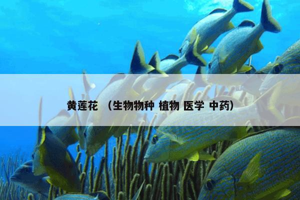 黄莲花 （生物物种 植物 医学 中药）