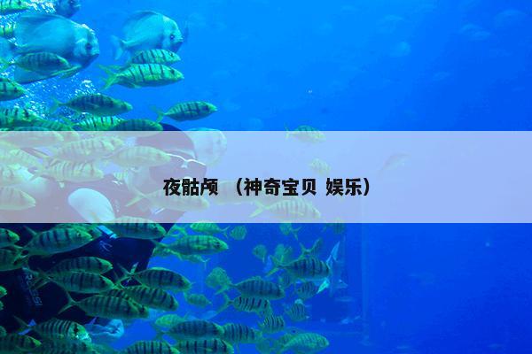 夜骷颅 （神奇宝贝 娱乐）