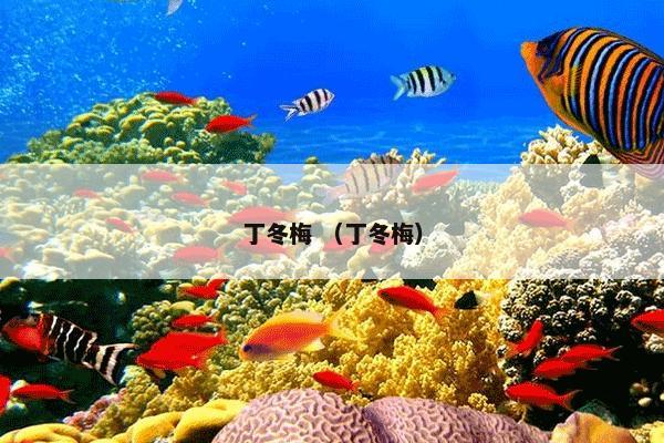 丁冬梅 （丁冬梅）