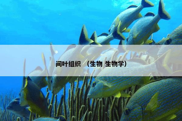 间叶组织 （生物 生物学）