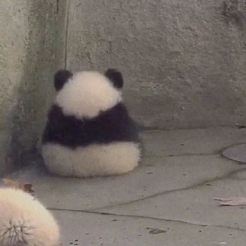 搞怪熊猫头表情包怎么用